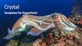  Presentation with pair - PPT layouts having natural calamaties - pair cuttlefish mating background and a navy blue colored foreground