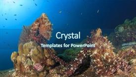  Presentation with reef octopus underwater - Amazing theme having natural calamaties - pair of reef octopus mating backdrop and a ocean colored foreground