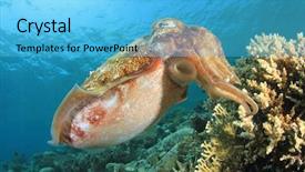  Presentation with pharaoh history - Colorful presentation design enhanced with natural calamaties - pharaoh cuttlefish backdrop and a light blue colored foreground