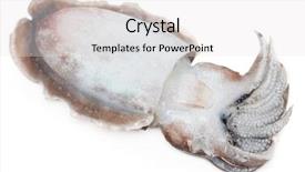  Presentation with proteins keto ketogenic diet raw - Slide set featuring natural calamaties - raw cuttlefish isolated on white background and a white colored foreground