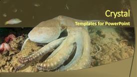  Presentation with octopus - Colorful PPT layouts enhanced with natural calamaties - reef octopus backdrop and a tawny brown colored foreground