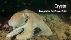  Presentation with octopus - Beautiful theme featuring natural calamaties - reef octopus backdrop and a black colored foreground