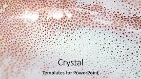  Presentation with skin - Presentation featuring natural calamaties - skin cuttlefish texture background and a  colored foreground