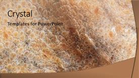  Presentation with octopus - Slide deck enhanced with natural calamaties - skin octopus texture background and a coral colored foreground