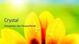  Presentation with colorful flower - Audience pleasing slides consisting of natural colorful abstract background wet backdrop and a yellow colored foreground