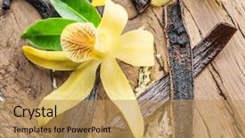  Presentation with wooden stick - Slides enhanced with natural compounds - dried vanilla stick and vanilla background and a coral colored foreground