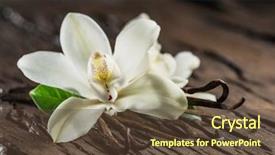  Presentation with vanilla - Presentation theme featuring natural compounds - dried vanilla sticks and vanilla background and a tawny brown colored foreground