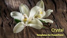  Presentation with vanilla - Colorful presentation design enhanced with natural compounds - dried vanilla sticks and vanilla backdrop and a tawny brown colored foreground