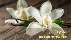  Presentation with vanilla - PPT theme having natural compounds - dried vanilla sticks and vanilla background and a tawny brown colored foreground