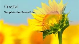  Presentation with sunflowers - Cool new presentation with salary - salesman frustriert - tired backdrop and a gray colored foreground.