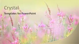  Presentation with floral pastel colors - Audience pleasing presentation design consisting of natural-floral-background-meadow-gentle backdrop and a soft green colored foreground