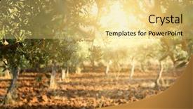  Presentation with olive trees garden mediterranean olive - Colorful presentation enhanced with natural food - olive trees garden mediterranean olive backdrop and a yellow colored foreground