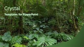  Presentation with spruce - Presentation theme featuring natural-forest-of-spruce-trees background and a tawny brown colored foreground