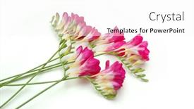  Presentation with pink flowers - PPT theme enhanced with natural-fresh-branches-pink-freesia background and a white colored foreground
