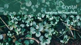  Presentation with natural - Presentation design having natural-green-background-with-fresh background and a ocean colored foreground