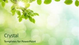  Presentation with focus - Audience pleasing theme consisting of natural green background with selective backdrop and a mint green colored foreground