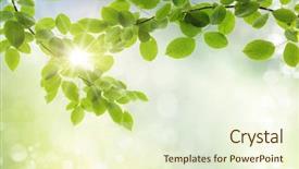  Presentation with focus - PPT layouts having natural green background with selective background and a cream colored foreground