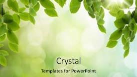  Presentation with focus - Beautiful PPT theme featuring natural green background with selective backdrop and a mint green colored foreground