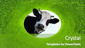  Presentation with cow - Audience pleasing presentation consisting of natural green grass ellipse backdrop and a tawny brown colored foreground