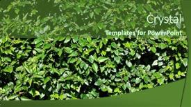  Presentation with green leaf - Colorful PPT layouts enhanced with natural-green-leaf-wall-texture backdrop and a tawny brown colored foreground