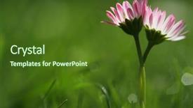  Presentation with hug - PPT theme consisting of natural grow - daisy hug background and a tawny brown colored foreground