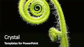  Presentation with fern - Amazing slides having natural growth - fiddle head fern isolated backdrop and a black colored foreground