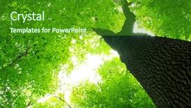  Presentation with green leaves - Audience pleasing presentation design consisting of natural growth - green leaves backdrop and a  colored foreground