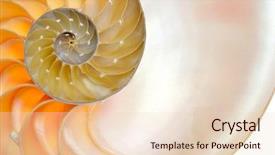  Presentation with clam shell - Slides enhanced with natural growth - nautilus shell isolated on white background and a lemonade colored foreground