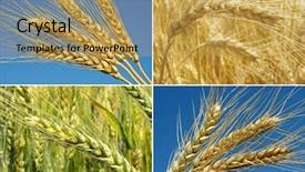  Presentation with ears - Audience pleasing PPT theme consisting of natural growth - wheat ears ripening backdrop and a  colored foreground