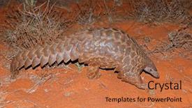  Presentation with africa - Audience pleasing PPT layouts consisting of natural habitat south africa backdrop and a coral colored foreground