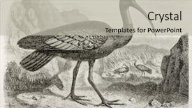  Presentation with old heritage christian - Colorful presentation design enhanced with natural history - giant ibis old illustration thaumatibis backdrop and a light gray colored foreground