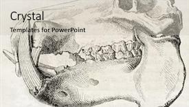  Presentation with skull - Beautiful presentation theme featuring natural history - old illustration of hippopotamus skull backdrop and a soft green colored foreground
