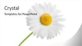  Presentation with beauty - PPT layouts consisting of natural medecine - beauty chamomile isolated on white background and a white colored foreground