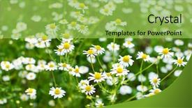  Presentation with daisy - Presentation enhanced with natural medecine - field of daisy background and a  colored foreground