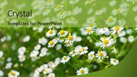  Presentation with daisy - Slides consisting of natural medecine - field of daisy background and a  colored foreground