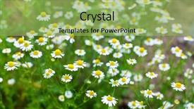  Presentation with corn field circles - Presentation featuring natural medecine - field of daisy background and a  colored foreground