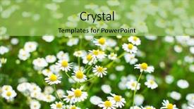  Presentation with daisy - Theme with natural medecine - field of daisy background and a  colored foreground