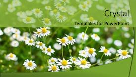  Presentation with field and stream - Presentation theme featuring natural medecine - field of daisy background and a  colored foreground