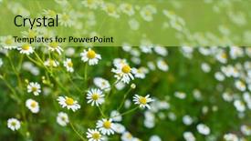  Presentation with daisy - Colorful PPT theme enhanced with natural medecine - field of daisy backdrop and a  colored foreground