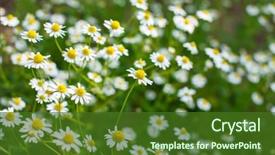  Presentation with daisy - Presentation design consisting of natural medecine - field of daisy background and a  colored foreground