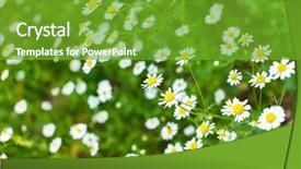  Presentation with daisy - PPT theme enhanced with natural medecine - field of daisy background and a  colored foreground