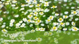  Presentation with daisy - Beautiful PPT theme featuring sun shines across a bride's veil while groom kisses her backdrop and a tawny brown colored foreground
