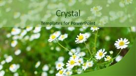  Presentation with toroidal field - Colorful presentation enhanced with natural medecine - field of daisy backdrop and a  colored foreground