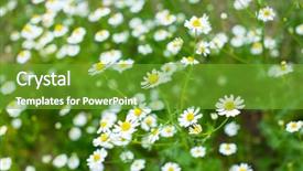  Presentation with daisy - Slides with natural medecine - field of daisy background and a  colored foreground