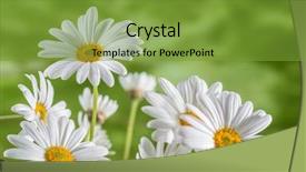  Presentation with green nature - Beautiful slide set featuring natural medecine - green grass and chamomiles backdrop and a tawny brown colored foreground