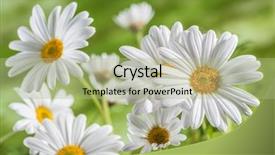  Presentation with green-nature - Colorful presentation theme enhanced with natural medecine - green grass and chamomiles backdrop and a  colored foreground