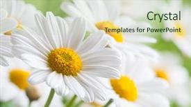  Presentation with green nature - Beautiful theme featuring natural medecine - green grass and chamomiles backdrop and a soft green colored foreground