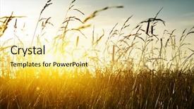 Presentation with grass - Slides having natural morning - grass and sunset background and a blonde colored foreground