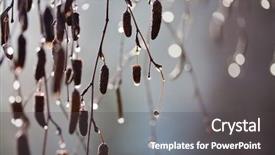  Presentation with spring tree - Presentation theme with natural morning - tree branches with buds background and a dark gray colored foreground