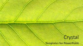  Presentation with green leaf - PPT theme having natural organic - green leaf texture background and a  colored foreground
